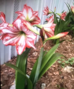 3 White Amaryllis Bulbs with Red Stripes - Hippeastrum Flower Bulbs for Outdoor Planting - Image 2