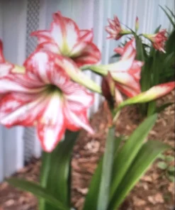 3 White Amaryllis Bulbs with Red Stripes - Hippeastrum Flower Bulbs for Outdoor Planting - Image 3