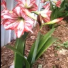3 White Amaryllis Bulbs with Red Stripes - Hippeastrum Flower Bulbs for Outdoor Planting - Image 1