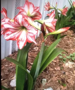 3 White Amaryllis Bulbs with Red Stripes - Hippeastrum Flower Bulbs for Outdoor Planting - Image 1