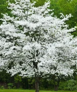 3 White Flowering Dogwood Trees - 10-16
