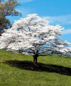 3 White Flowering Dogwood Trees - 10-16