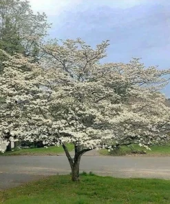 3 White Flowering Dogwood Trees - 10-16