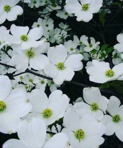 3 White Flowering Dogwood Trees - 10-16