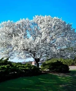 3 White Flowering Dogwood Trees - 10-16