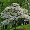 3 White Flowering Dogwood Trees - 10-16" Tall Live Plants - Quart Pots - Image 1
