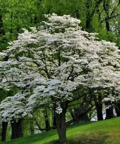3 White Flowering Dogwood Trees - 10-16" Tall Live Plants - Quart Pots - Image 1