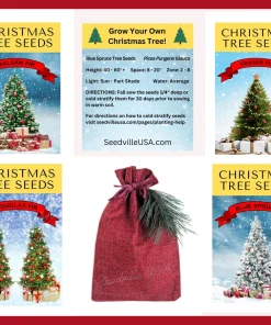 30 BALSAM FIR Tree Abies Balsamea Christmas Tree Silver Pine Canadian Fir Native Evergreen Seeds - Image 10