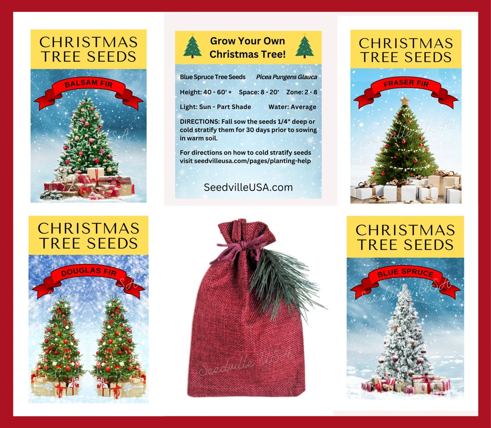 30 BALSAM FIR Tree Abies Balsamea Christmas Tree Silver Pine Canadian Fir Native Evergreen Seeds - Image 10