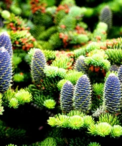 30 BALSAM FIR Tree Abies Balsamea Christmas Tree Silver Pine Canadian Fir Native Evergreen Seeds - Image 2