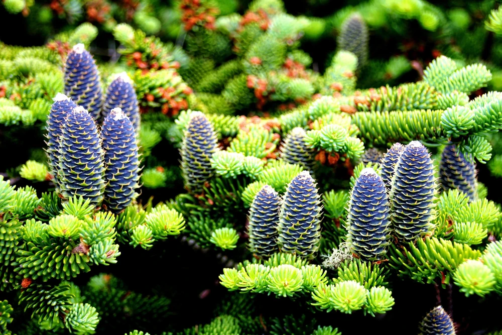 30 BALSAM FIR Tree Abies Balsamea Christmas Tree Silver Pine Canadian Fir Native Evergreen Seeds - Image 2