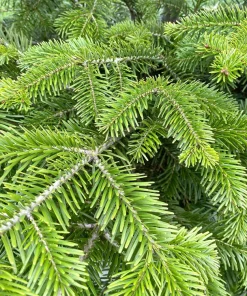 30 BALSAM FIR Tree Abies Balsamea Christmas Tree Silver Pine Canadian Fir Native Evergreen Seeds - Image 3