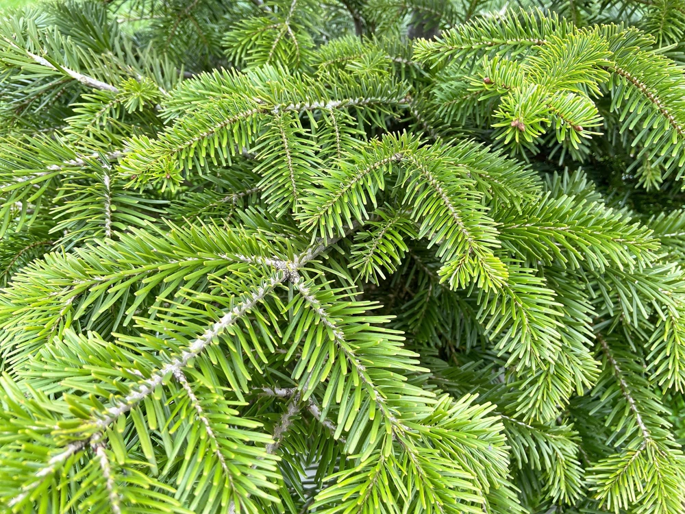 30 BALSAM FIR Tree Abies Balsamea Christmas Tree Silver Pine Canadian Fir Native Evergreen Seeds - Image 3