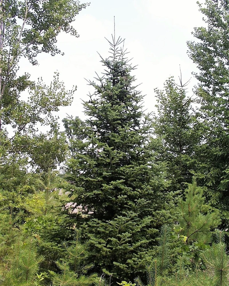 30 BALSAM FIR Tree Abies Balsamea Christmas Tree Silver Pine Canadian Fir Native Evergreen Seeds - Image 4