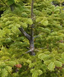 30 BALSAM FIR Tree Abies Balsamea Christmas Tree Silver Pine Canadian Fir Native Evergreen Seeds - Image 5