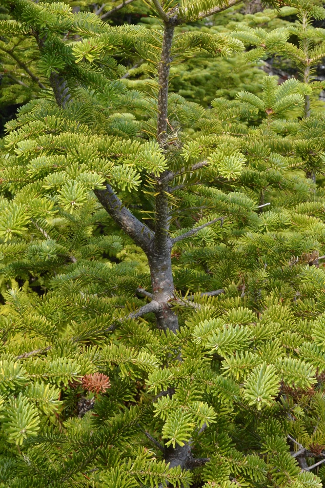30 BALSAM FIR Tree Abies Balsamea Christmas Tree Silver Pine Canadian Fir Native Evergreen Seeds - Image 5