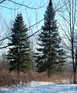 30 BALSAM FIR Tree Abies Balsamea Christmas Tree Silver Pine Canadian Fir Native Evergreen Seeds - Image 6