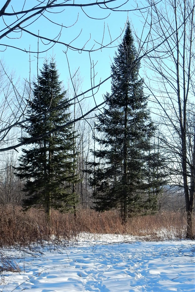30 BALSAM FIR Tree Abies Balsamea Christmas Tree Silver Pine Canadian Fir Native Evergreen Seeds - Image 6