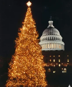 30 BALSAM FIR Tree Abies Balsamea Christmas Tree Silver Pine Canadian Fir Native Evergreen Seeds - Image 7