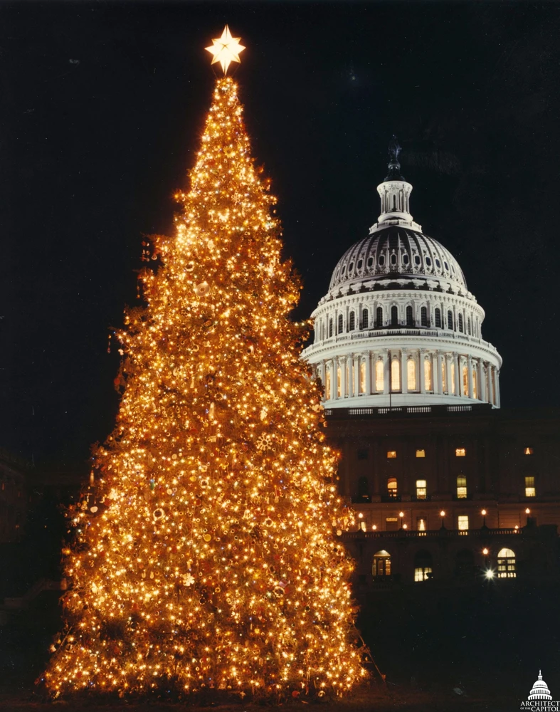 30 BALSAM FIR Tree Abies Balsamea Christmas Tree Silver Pine Canadian Fir Native Evergreen Seeds - Image 7