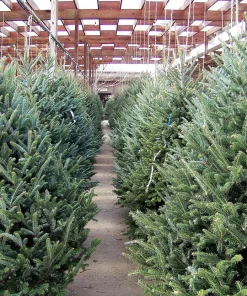 30 BALSAM FIR Tree Abies Balsamea Christmas Tree Silver Pine Canadian Fir Native Evergreen Seeds - Image 8