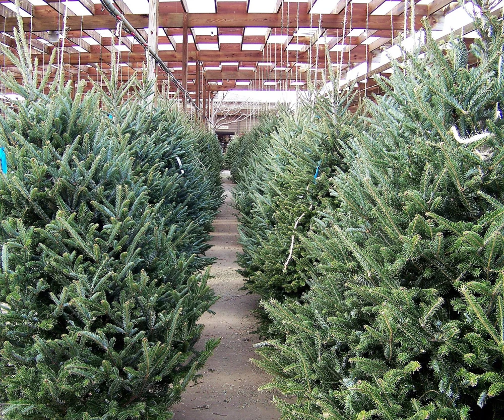 30 BALSAM FIR Tree Abies Balsamea Christmas Tree Silver Pine Canadian Fir Native Evergreen Seeds - Image 8