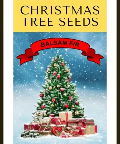 30 BALSAM FIR Tree Abies Balsamea Christmas Tree Silver Pine Canadian Fir Native Evergreen Seeds - Image 9