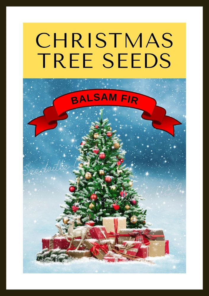 30 BALSAM FIR Tree Abies Balsamea Christmas Tree Silver Pine Canadian Fir Native Evergreen Seeds - Image 9