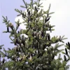 30 BALSAM FIR Tree Abies Balsamea Christmas Tree Silver Pine Canadian Fir Native Evergreen Seeds - Image 1