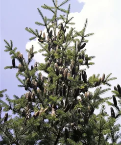30 BALSAM FIR Tree Abies Balsamea Christmas Tree Silver Pine Canadian Fir Native Evergreen Seeds - Image 1