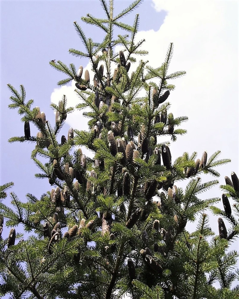 30 BALSAM FIR Tree Abies Balsamea Christmas Tree Silver Pine Canadian Fir Native Evergreen Seeds - Image 1