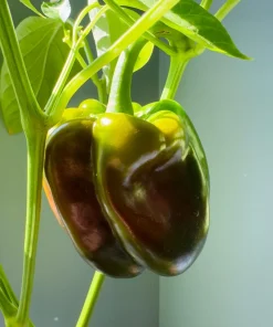 30 Chocolate Beauty Bell Pepper Seeds - Sweet Brown Capsicum Annuum - Vegetable Seeds - Image 2