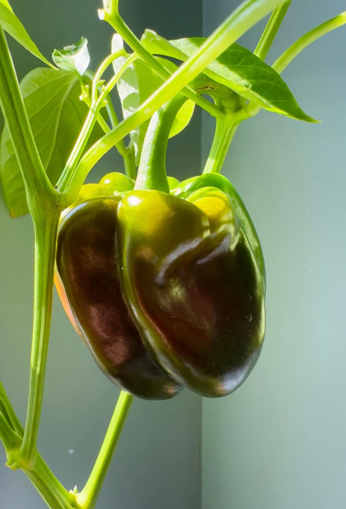 30 Chocolate Beauty Bell Pepper Seeds - Sweet Brown Capsicum Annuum - Vegetable Seeds - Image 2