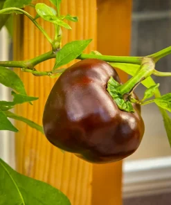 30 Chocolate Beauty Bell Pepper Seeds - Sweet Brown Capsicum Annuum - Vegetable Seeds - Image 3