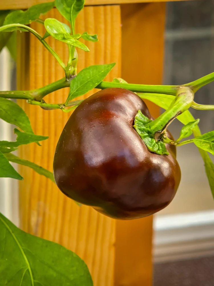 30 Chocolate Beauty Bell Pepper Seeds - Sweet Brown Capsicum Annuum - Vegetable Seeds - Image 3