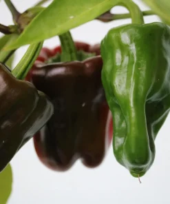30 Chocolate Beauty Bell Pepper Seeds - Sweet Brown Capsicum Annuum - Vegetable Seeds - Image 4