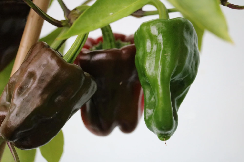 30 Chocolate Beauty Bell Pepper Seeds - Sweet Brown Capsicum Annuum - Vegetable Seeds - Image 4