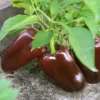 30 Chocolate Beauty Bell Pepper Seeds - Sweet Brown Capsicum Annuum - Vegetable Seeds - Image 1