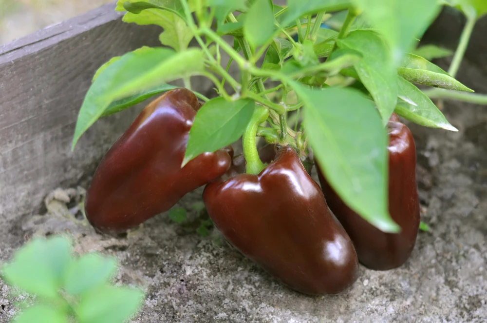 30 Chocolate Beauty Bell Pepper Seeds - Sweet Brown Capsicum Annuum - Vegetable Seeds - Image 1