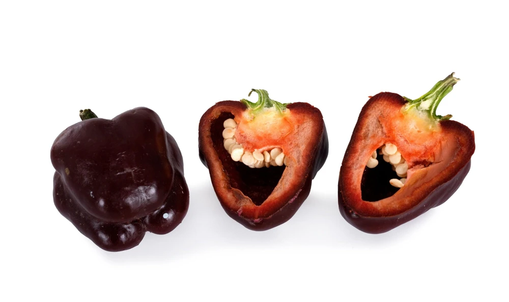 30 Chocolate Beauty Bell Pepper Seeds - Sweet Brown Capsicum Annuum - Vegetable Seeds - Image 7