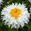 30 Double Crazy Daisy Leucanthemum Superbum Seeds - Big 3" Frizzled White Yellow Flowers - Image 1