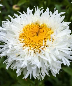 30 Double Crazy Daisy Leucanthemum Superbum Seeds - Big 3" Frizzled White Yellow Flowers - Image 1