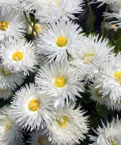 30 Double Crazy Daisy Leucanthemum Superbum Seeds - Big 3" Frizzled White Yellow Flowers - Image 2
