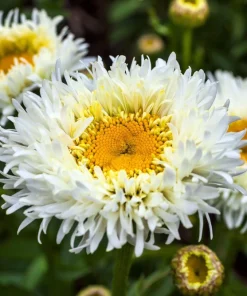 30 Double Crazy Daisy Leucanthemum Superbum Seeds - Big 3
