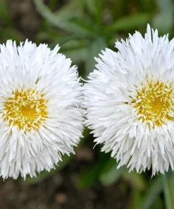 30 Double Crazy Daisy Leucanthemum Superbum Seeds - Big 3