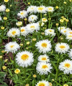 30 Double Crazy Daisy Leucanthemum Superbum Seeds - Big 3