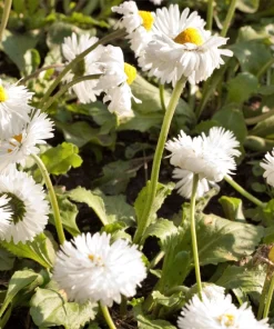 30 Double Crazy Daisy Leucanthemum Superbum Seeds - Big 3