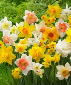 30 Double Daffodil Mix Bulbs - Perennial Narcissus Flowers for Garden - Image 4