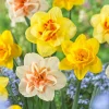 30 Double Daffodil Mix Bulbs - Perennial Narcissus Flowers for Garden - Image 1