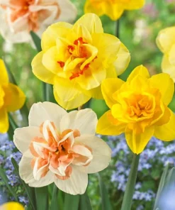 30 Double Daffodil Mix Bulbs - Perennial Narcissus Flowers for Garden - Image 1